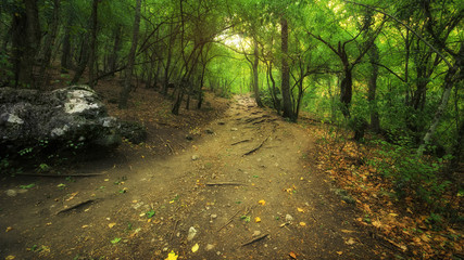 Into the forest. Path in forest. Nature composition.