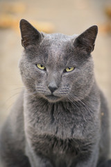 gray cat portrait with a serious face. 