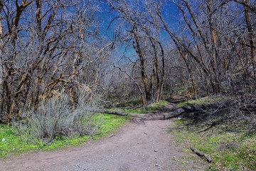 Hiking Trails in Oquirrh, Wasatch, Rocky Mountains in Utah early spring with leaves. Backpacking, biking, horseback through trees in the Yellow Fork and Rose Canyon by Salt Lake City. United States of