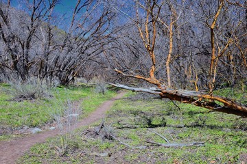 Hiking Trails in Oquirrh, Wasatch, Rocky Mountains in Utah early spring with leaves. Backpacking, biking, horseback through trees in the Yellow Fork and Rose Canyon by Salt Lake City. United States of
