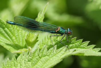 A newly emerged beautiful male Banded Demoiselle Damselfly ,Calopteryx splendens, perching on a Stinging nettle leaf in Spring.
