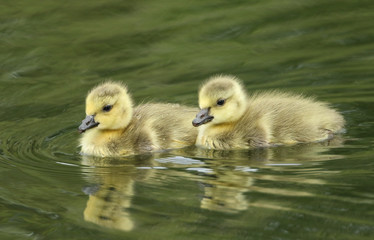 Two cute Canada Geese Goslings, Branta canadensis, swimming on a lake in spring.