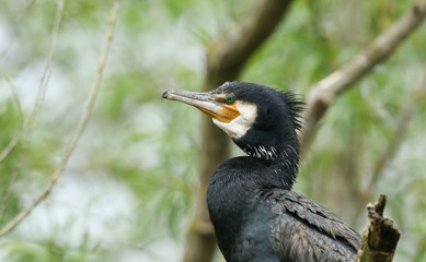 A head shot of a Cormorant, Phalacrocorax carbo, perching up a  tree over a lake.