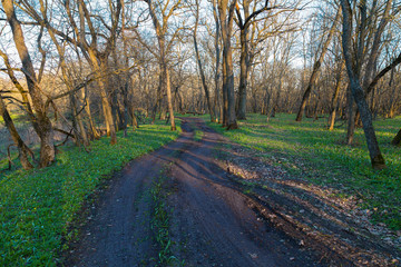 Winding dirty road in the nude spring forest