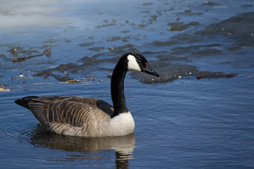 Canada Goose Swimming in Water