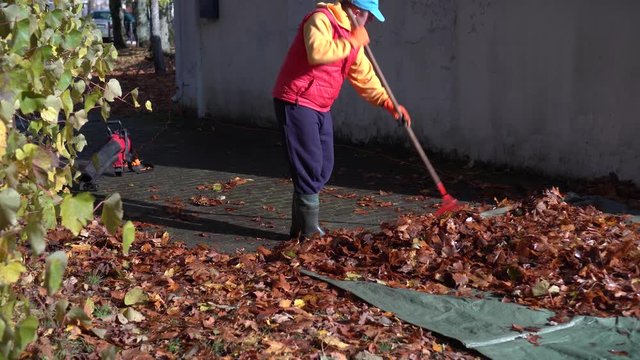 Yard guard man raking autumn leaves on canvas and move away