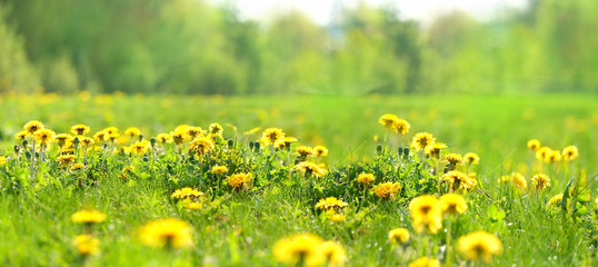 nature background with blooming yellow dandelions. dandelions flower on summer meadow. banner. copy...