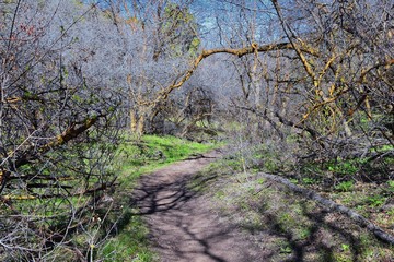 Hiking Trails in Oquirrh, Wasatch, Rocky Mountains in Utah early spring with leaves. Backpacking, biking, horseback through trees in the Yellow Fork and Rose Canyon by Salt Lake City. United States of