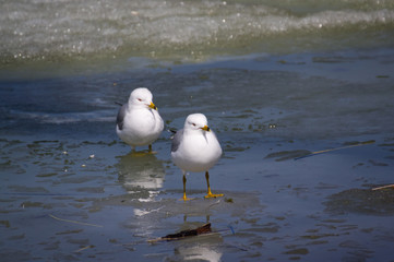 A Pair of Ring Billed Gulls