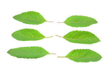 Green Sweet basil leaf isolated on white background
