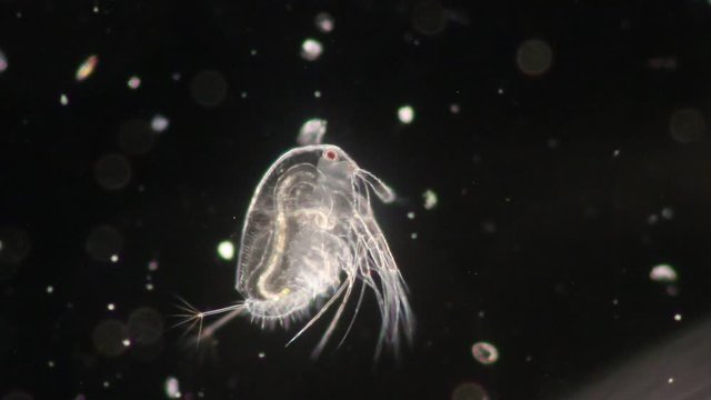 The Cladocera are an order of small crustaceans commonly called water fleas on the slide under microscope.
