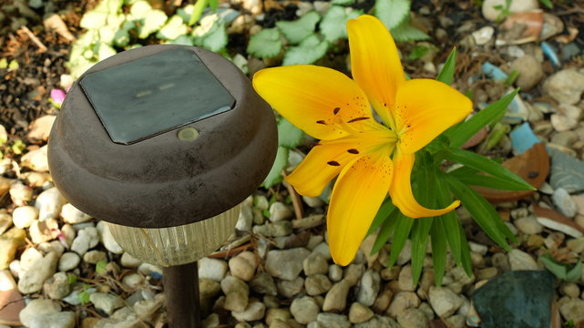 yellow lilly bloom in garden