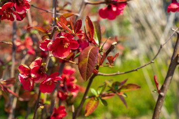 Image of red flowering bushes.
