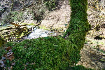 Natur nach einem Sturm