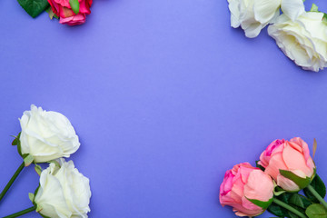 Rose flowers on blue purple color backdrop. Floral pattern. Copy space for text. Banner or template. View from above, flat lay. Flower background.