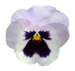 pansy flower