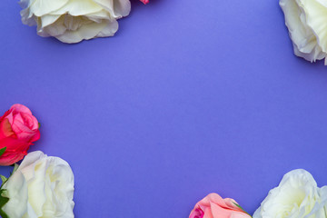 Rose flowers on blue purple color backdrop. Floral pattern. Copy space for text. Banner or template. View from above, flat lay. Flower background.