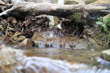 The image mountain stream with clean water.