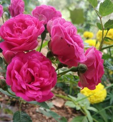 pink tulips in garden