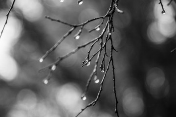 Black and white macro droplet of water on tree