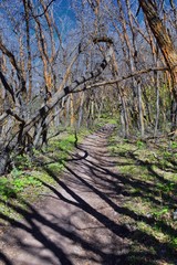 Hiking Trails in Oquirrh, Wasatch, Rocky Mountains in Utah early spring with leaves. Backpacking, biking, horseback through trees in the Yellow Fork and Rose Canyon by Salt Lake City. United States of