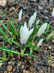 spring flowers in snow