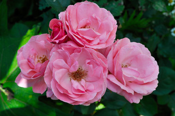 Beautiful flowers growing in the garden