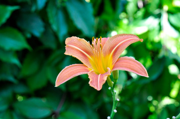 Beautiful flowers growing in the garden