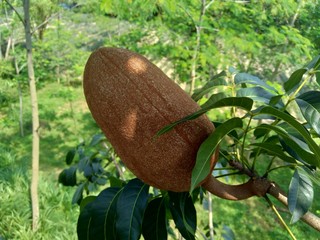 Close up swietenia mahagoni (mahoni, mauni) flower with natural background. Mahogany is a...