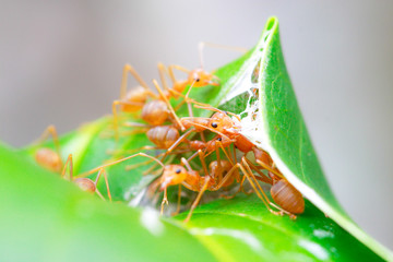 Orange ant work for nest,concept teamwork