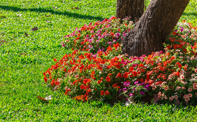 Impatiens walleriana Flowering Shrubs Under the tree with green grass