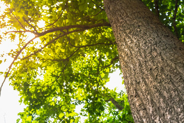 under tree view with orange wram light sunshine to the tree