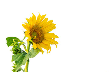 Beautiful yellow flowering sunflower isolated on white background.