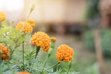 Orange marigold in the garden.