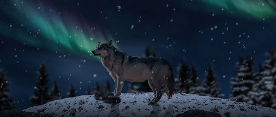 wolf in snow falling forest background northern lights sky landscape. © Njay