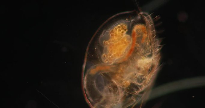 The Cladocera are an order of small crustaceans commonly called water fleas on the slide under microscope.
