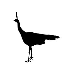 Vector silhouette of pheasant isolated on white background. Template for design.