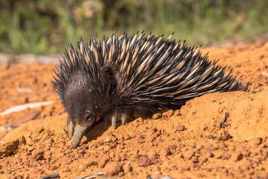 Short-beacked Echidna digging a hole
