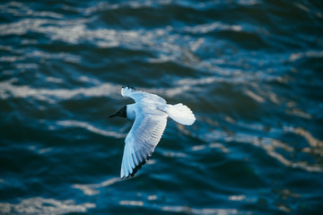 Seagull flies on the background of the water surface. The concept of freedom and overcoming space