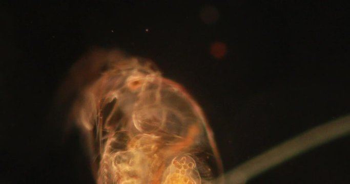 The Cladocera are an order of small crustaceans commonly called water fleas on the slide under microscope.
