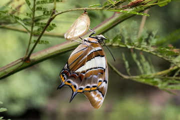 Tailed Emperor Butterfly after hatching from chrysalis.
