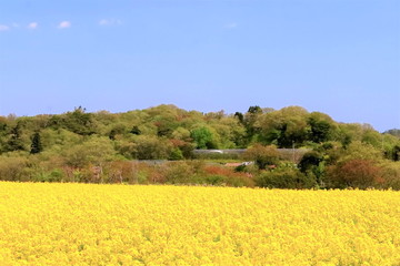 爽やかな菜の花畑