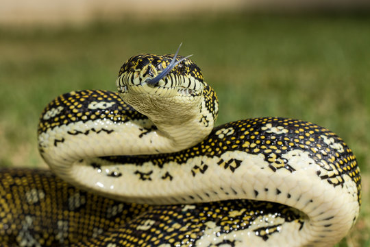 Diamond Python in defence pose with tongue flickering