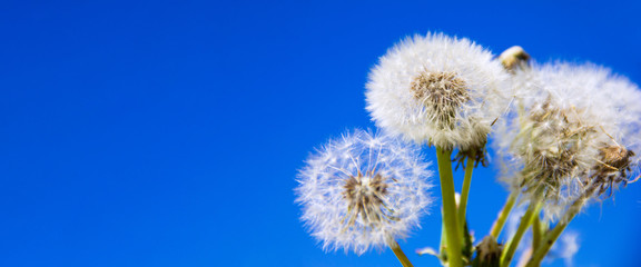 Dandelions on a blue background. Fluffy Mature dandelions with seeds close-up against a bright sky. A long blue banner with space for text.