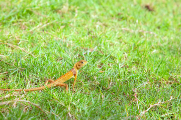 Calotes versicolor or Oriental garden lizard on the green grass in the morning. Yellow lizards are looking for food on the grass in the garden.