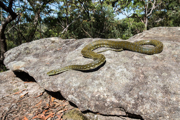 Diamond Python on sandstone rock  habitat