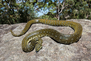 Diamond Python resting on sandstone rock