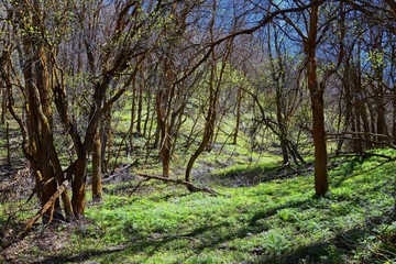 Hiking Trails in Oquirrh, Wasatch, Rocky Mountains in Utah early spring with leaves. Backpacking, biking, horseback through trees in the Yellow Fork and Rose Canyon by Salt Lake City. United States of