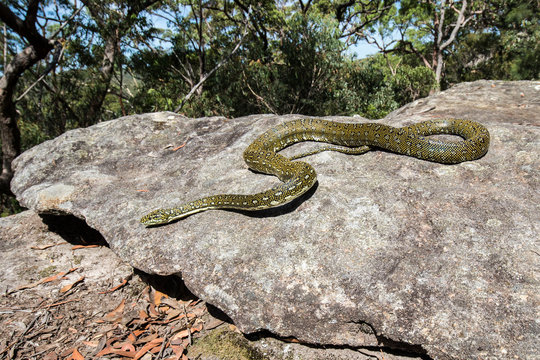 Diamond Python on sandstone rock  habitat