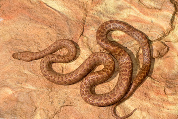 Fototapeta premium Pygmy Python